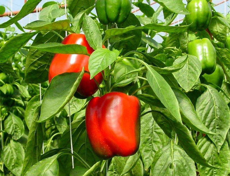 Grow Tomatoes Next Planting Season