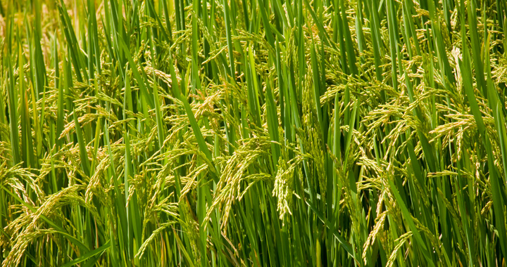 Rice Farming (Oryza sativa): Complete Growing Guide for High Yields