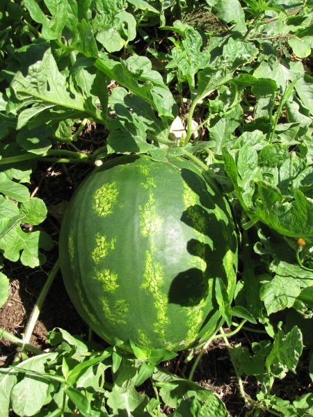 Water Melon - Grow Crops Online